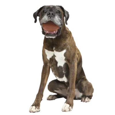 Football Super Chewer Toy