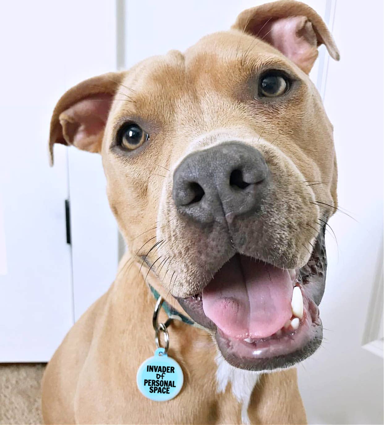 Invader Of Personal Space - Collar Charm