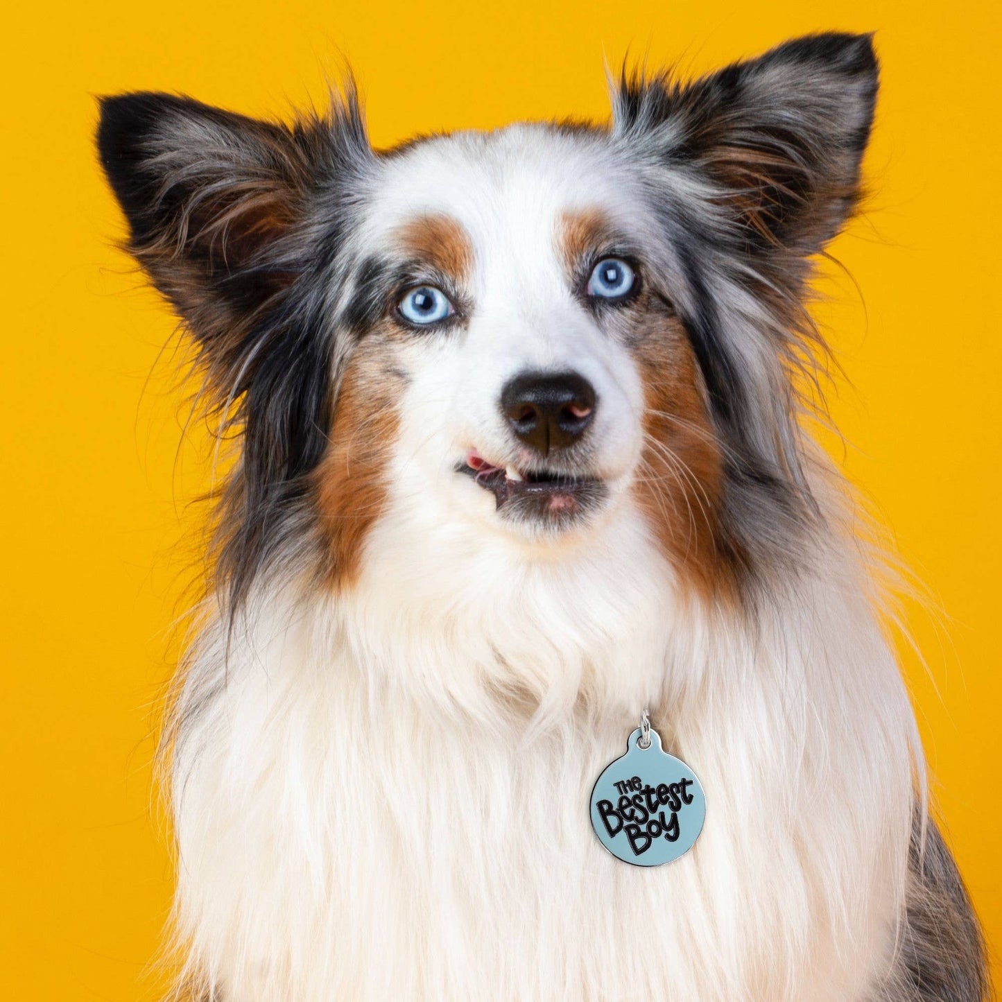 Bestest Boy - QR Code Collar Tag