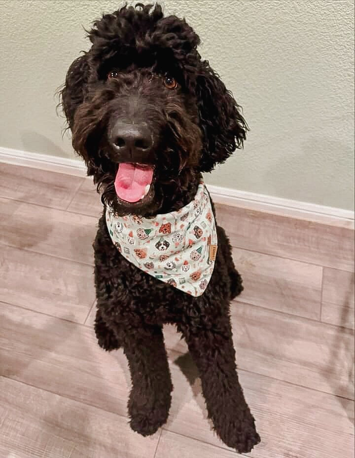 Doodle Birthday Pup Bandana