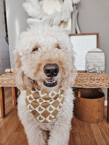 Bear Valentines Pup Bandana