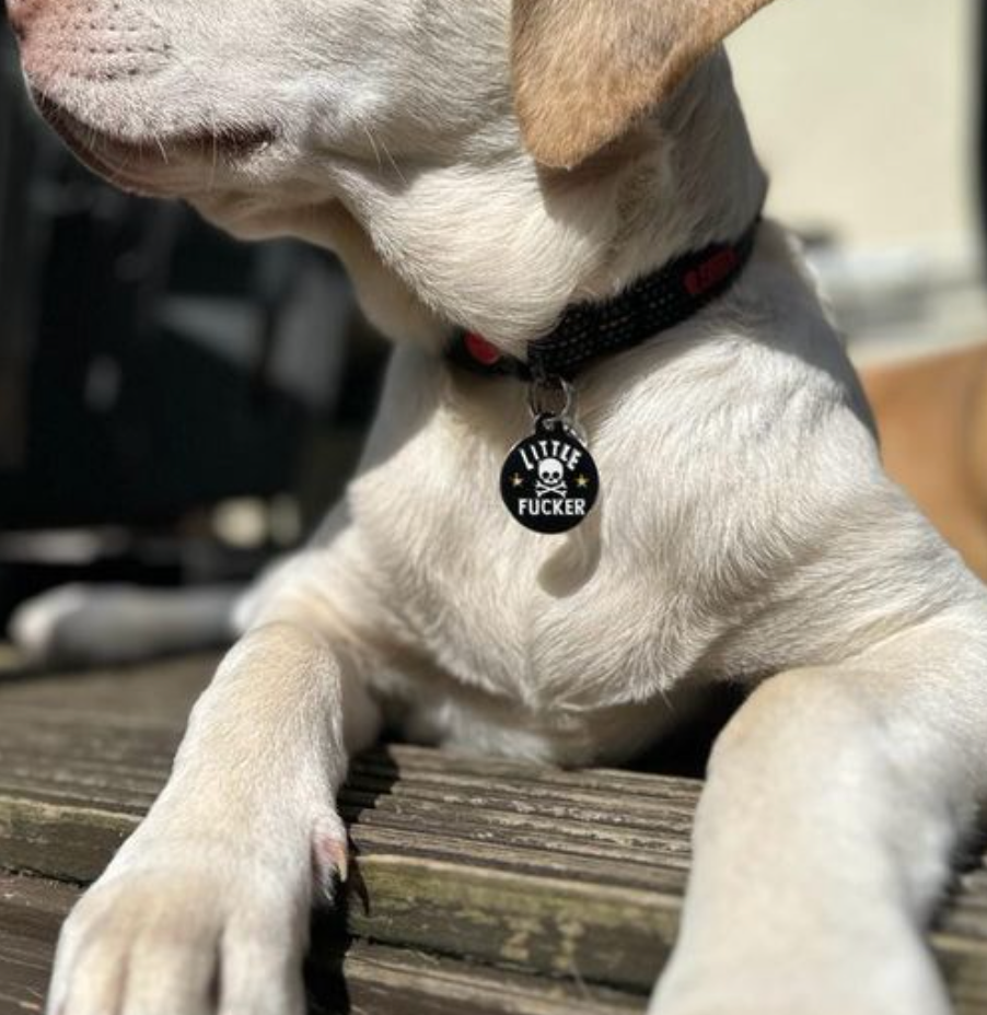 Little Fucker - Collar Charm
