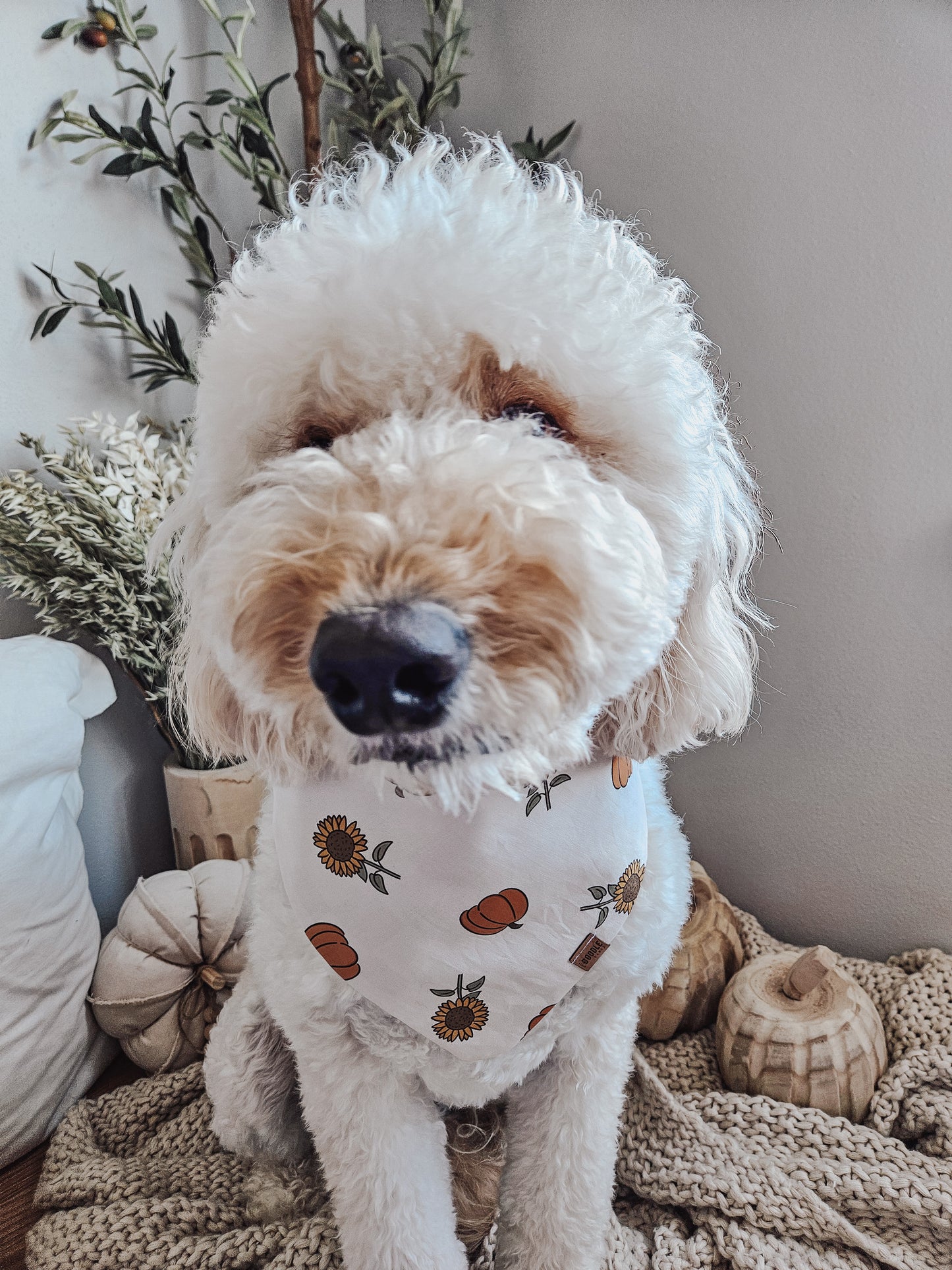 Sunflower Pup Bandana