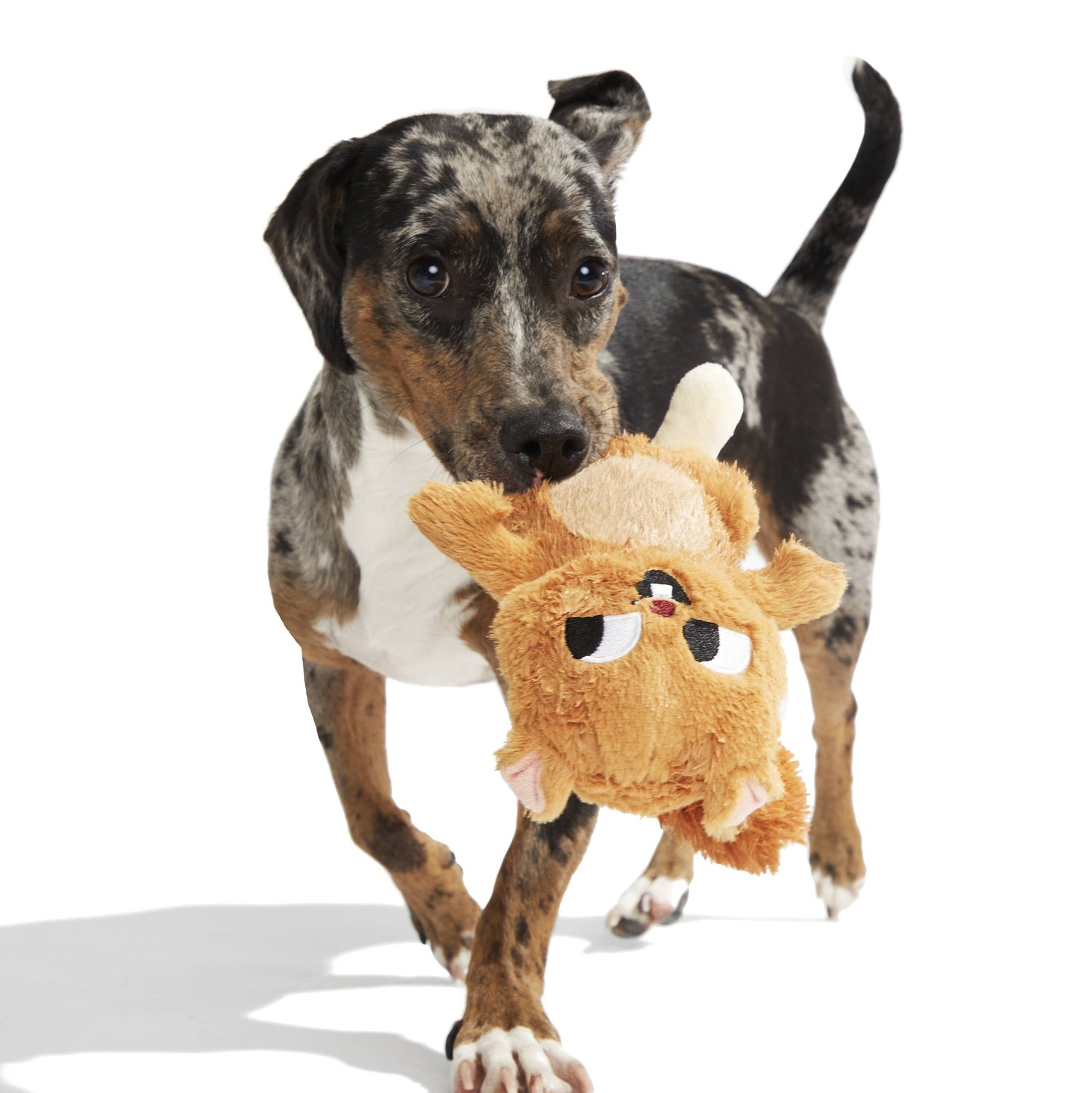 Nutty Squirrel Plush Toy
