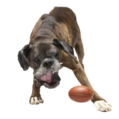 Football Super Chewer Toy