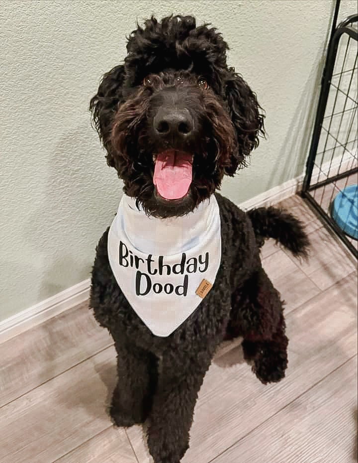 Doodle Birthday Pup Bandana