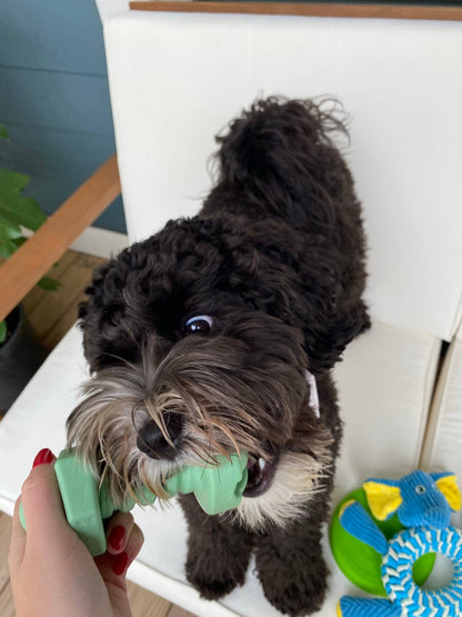 The Bolt Dog Toy