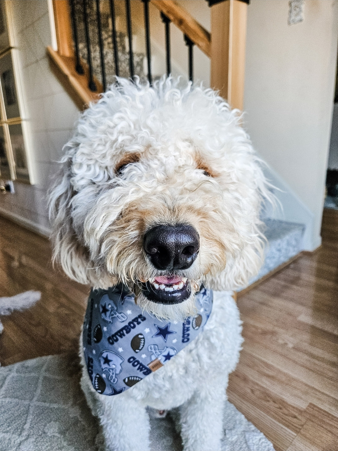 Dallas Pup Bandana