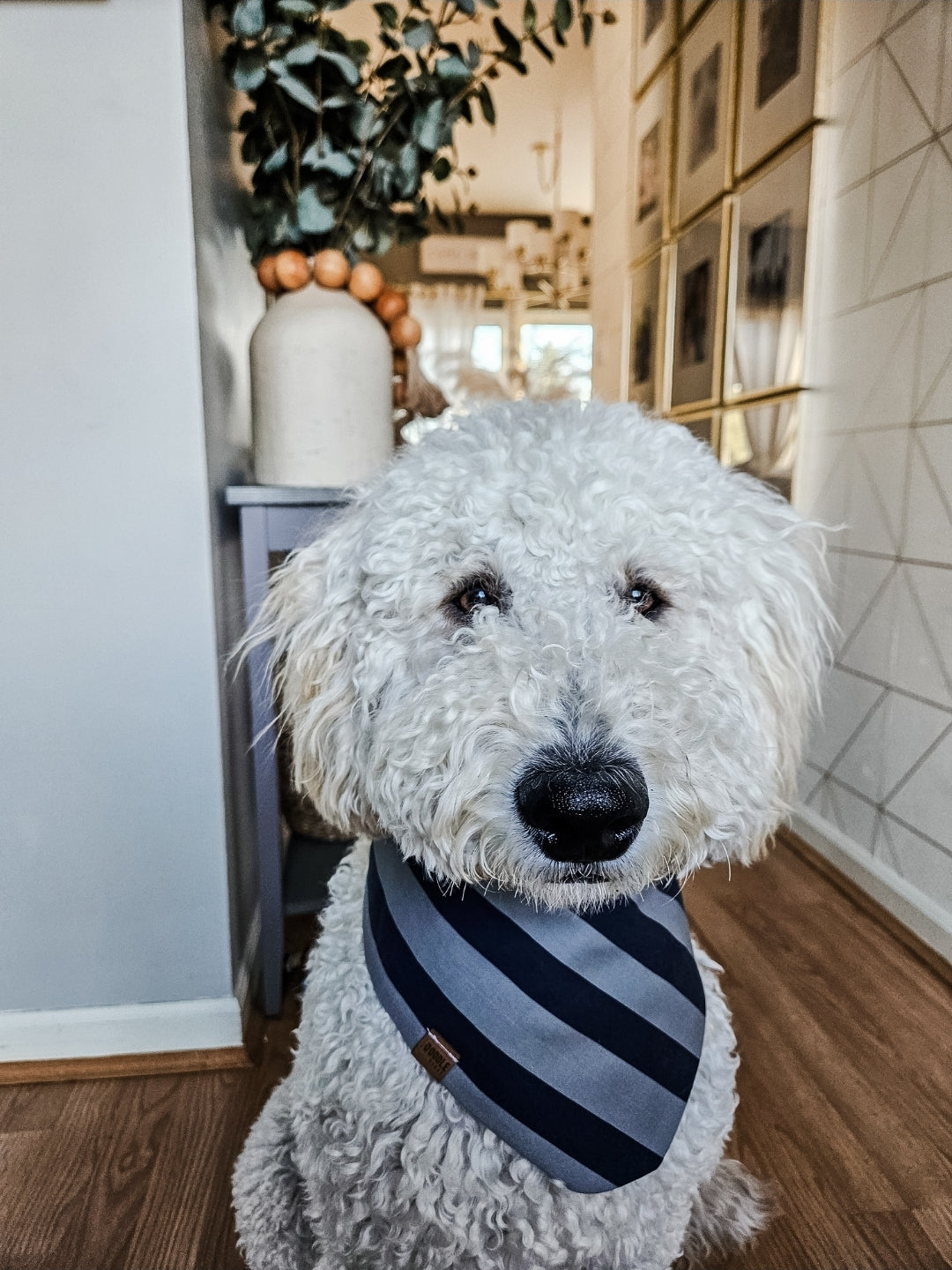 Dallas Pup Bandana